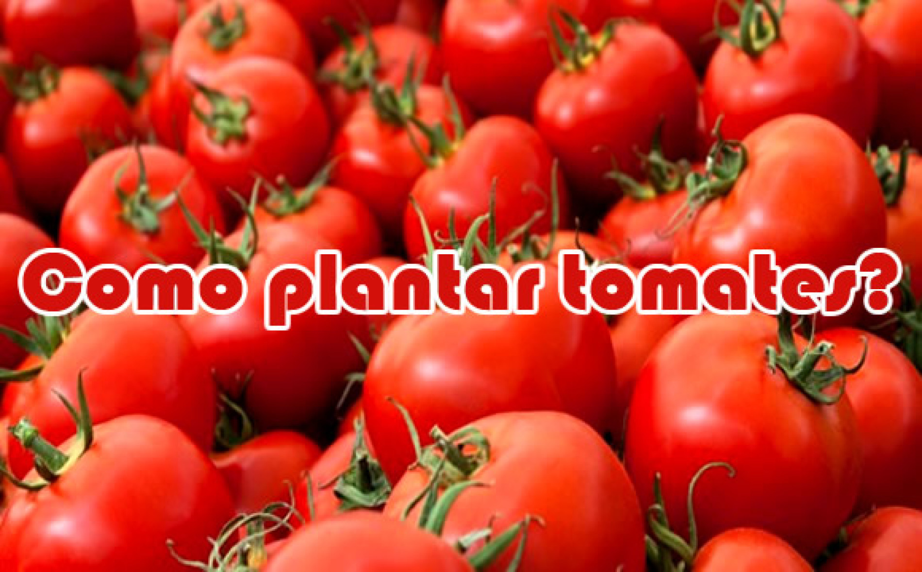 Como Plantar Tomate