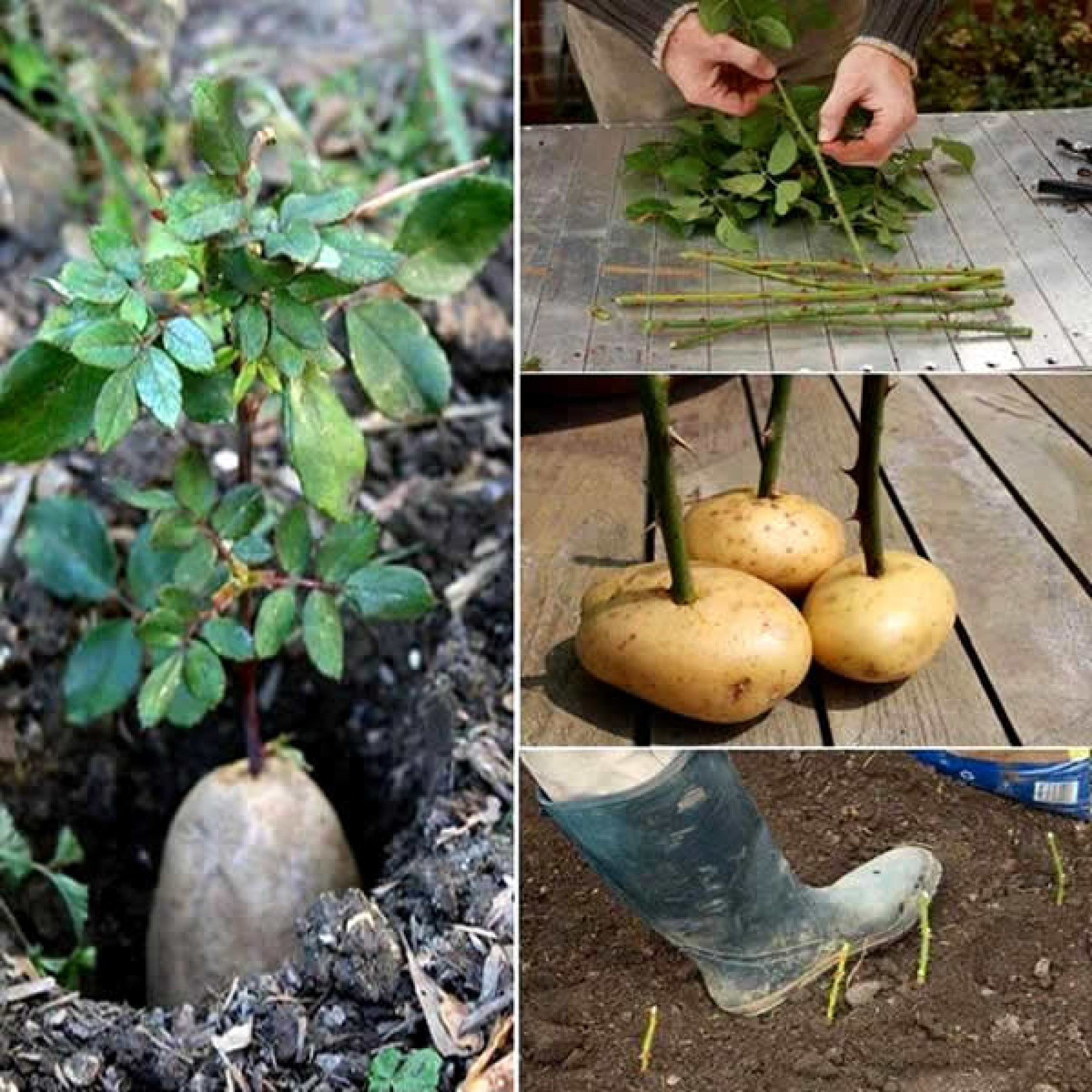 Como Plantar Uma Muda De Rosa Roseira Com Sucesso