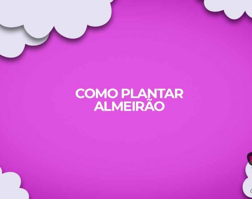 como plantar almeirao