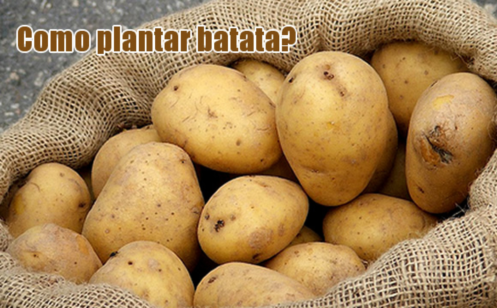 Como Plantar Batata 9694