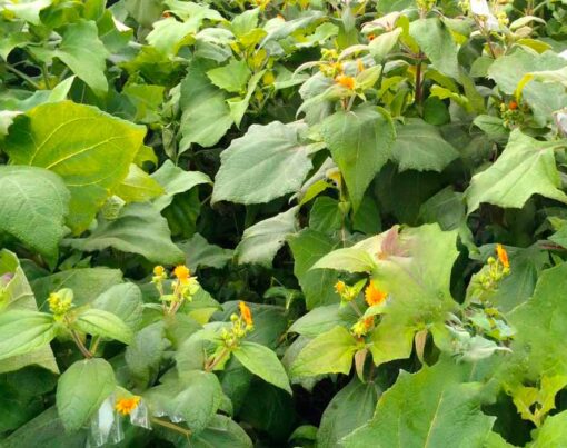 como-plantar-batata-yacon-passo-a-passo