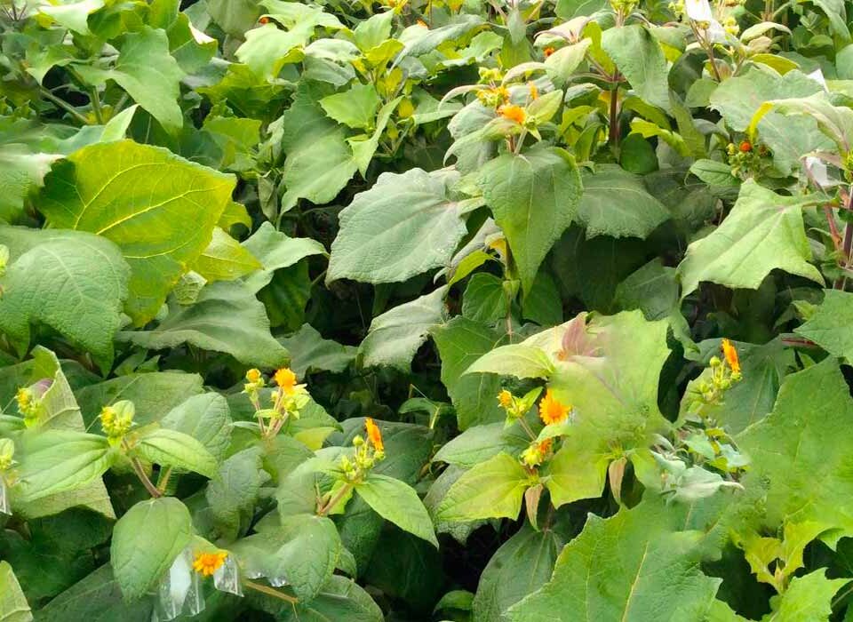 como-plantar-batata-yacon-passo-a-passo