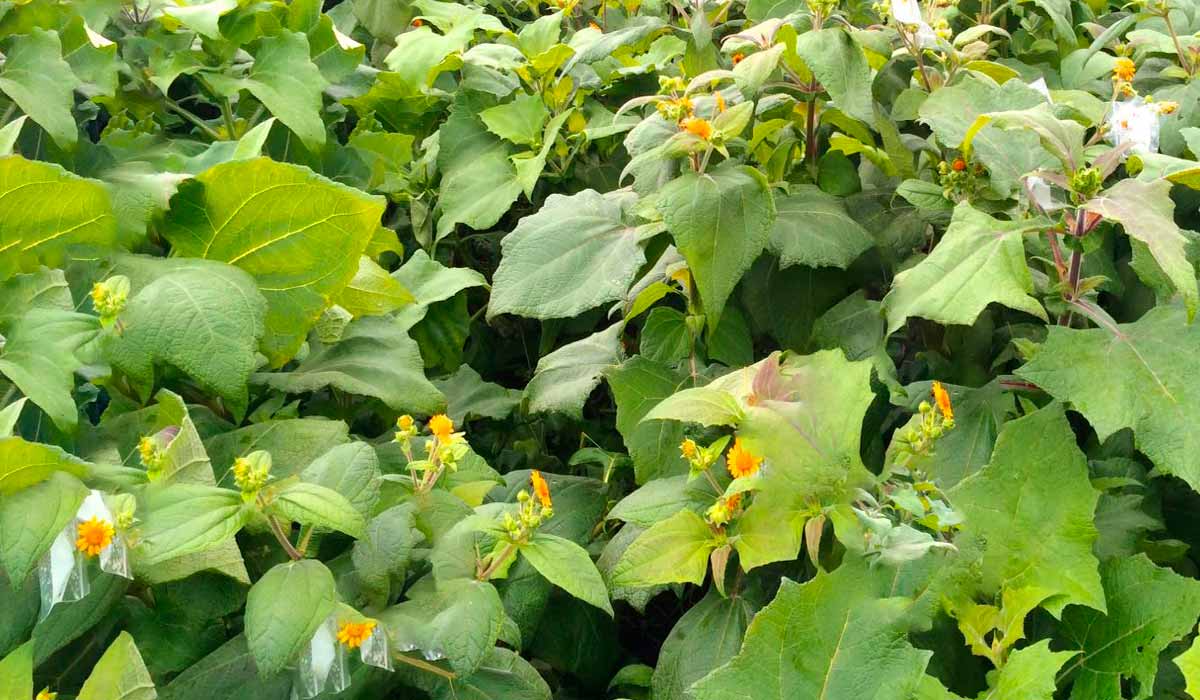 Como plantar batata Yacon passo a passo