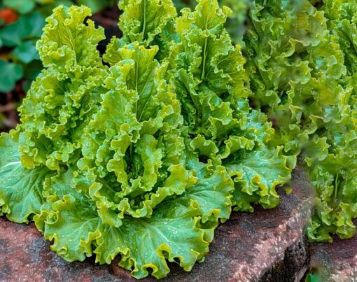 como-plantar-alface-passo-a-passo