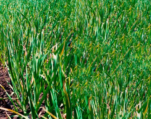 como-plantar-alho-passo-a-passo