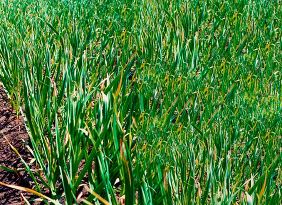 como-plantar-alho-passo-a-passo