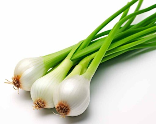 como-plantar-cebolinha-passo-a-passo