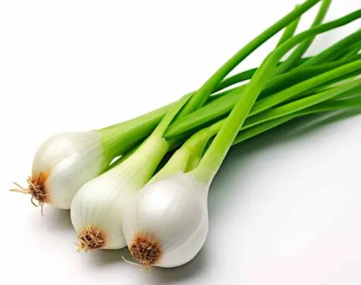 como-plantar-cebolinha-passo-a-passo