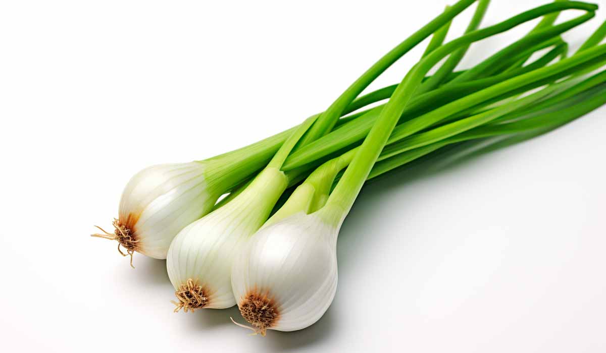 Como plantar cebolinha passo a passo