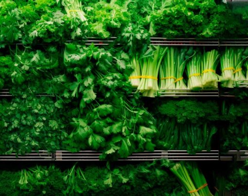 como-plantar-salsinha-salsa-passo-a-passo