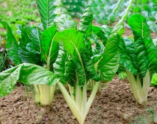 como-plantar-acelga-passo-a-passo