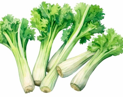 como-plantar-aipo-passo-a-passo