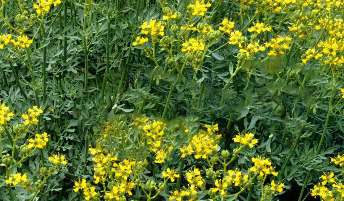 Como plantar arruda passo a passo