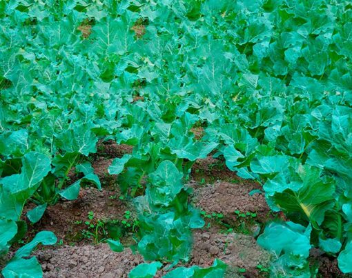 como-plantar-couve-passo-a-passo