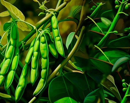 como-plantar-feijao-passo-a-passo