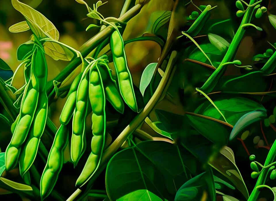 como-plantar-feijao-passo-a-passo