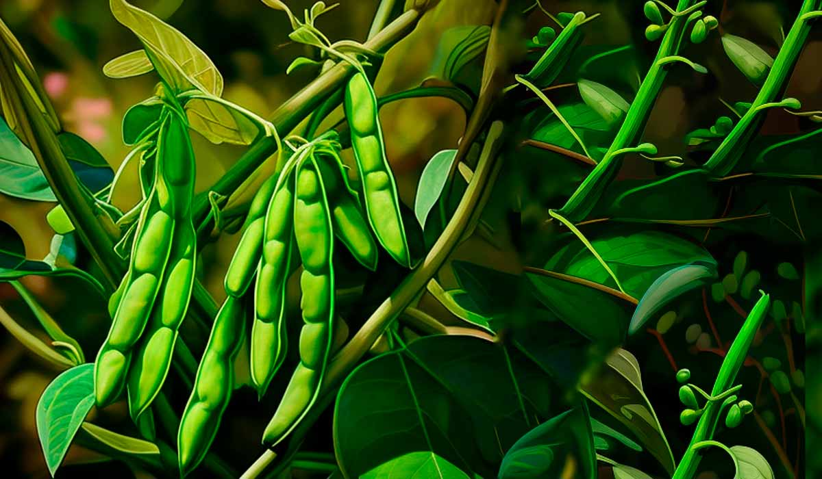 como plantar feijão passo a passo