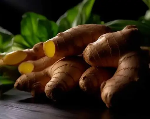 como-plantar-gengibre-passo-a-passo