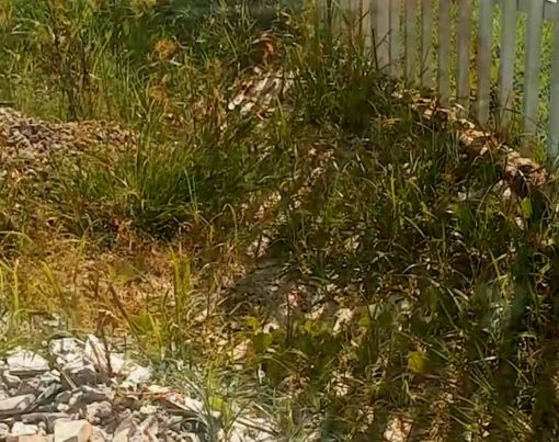 acabando-o-mato-com-sal