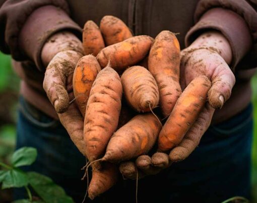 como-plantar-batata-doce-passo-a-passo
