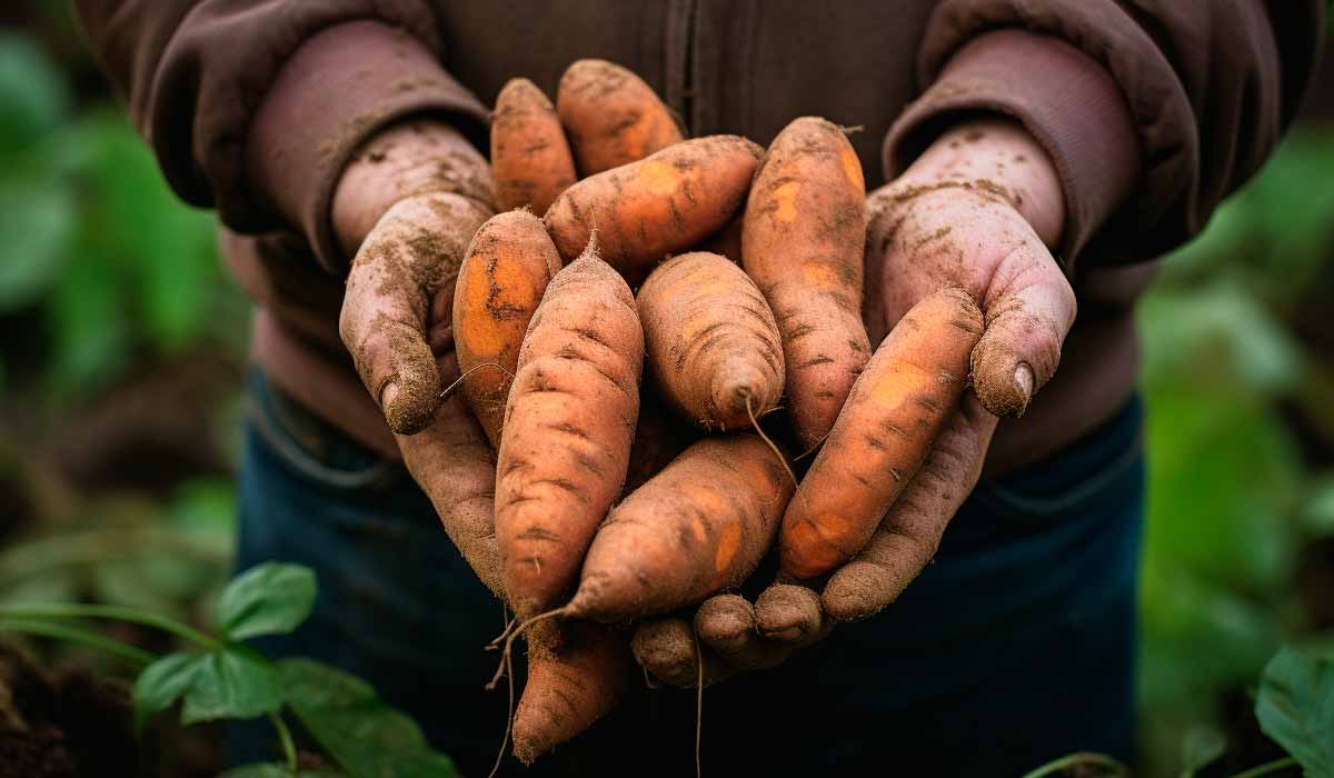 como plantar batata doce passo a passo