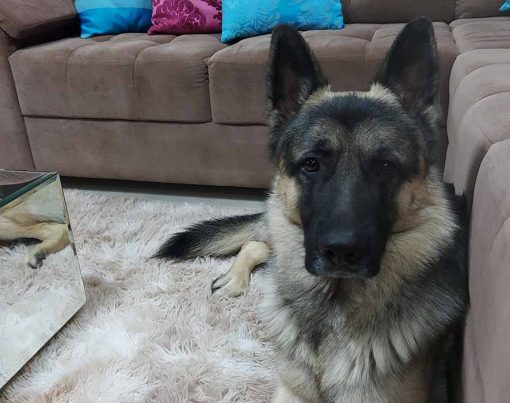 filhote-de-pastor-alemao-mascote-do-como-fazer-facil