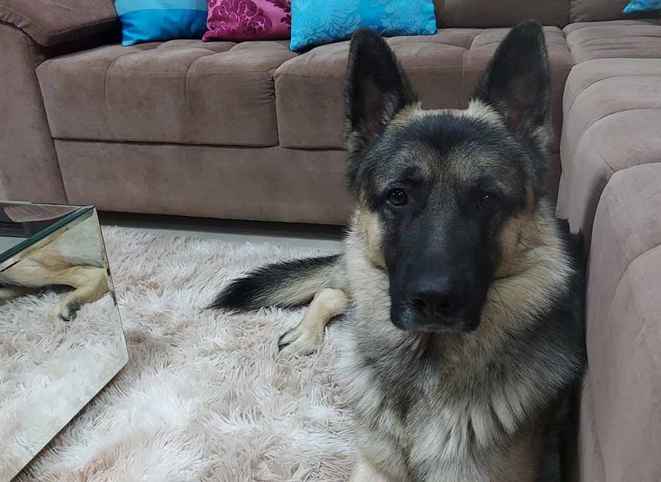 filhote-de-pastor-alemao-mascote-do-como-fazer-facil