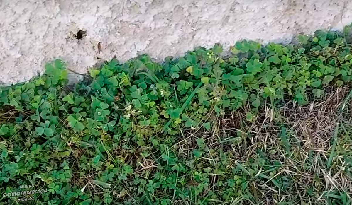 Como eliminar matos e ervas daninhas de todos os gramados