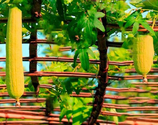 Como-plantar-bucha-de-banho-passo-a-passo