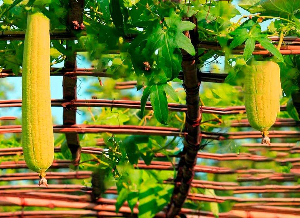 Como-plantar-bucha-de-banho-passo-a-passo