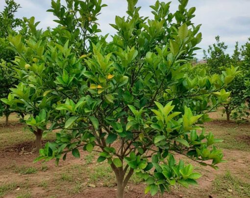 Como-acabar-com-ferrugem-do-pe-de-limao-rosa