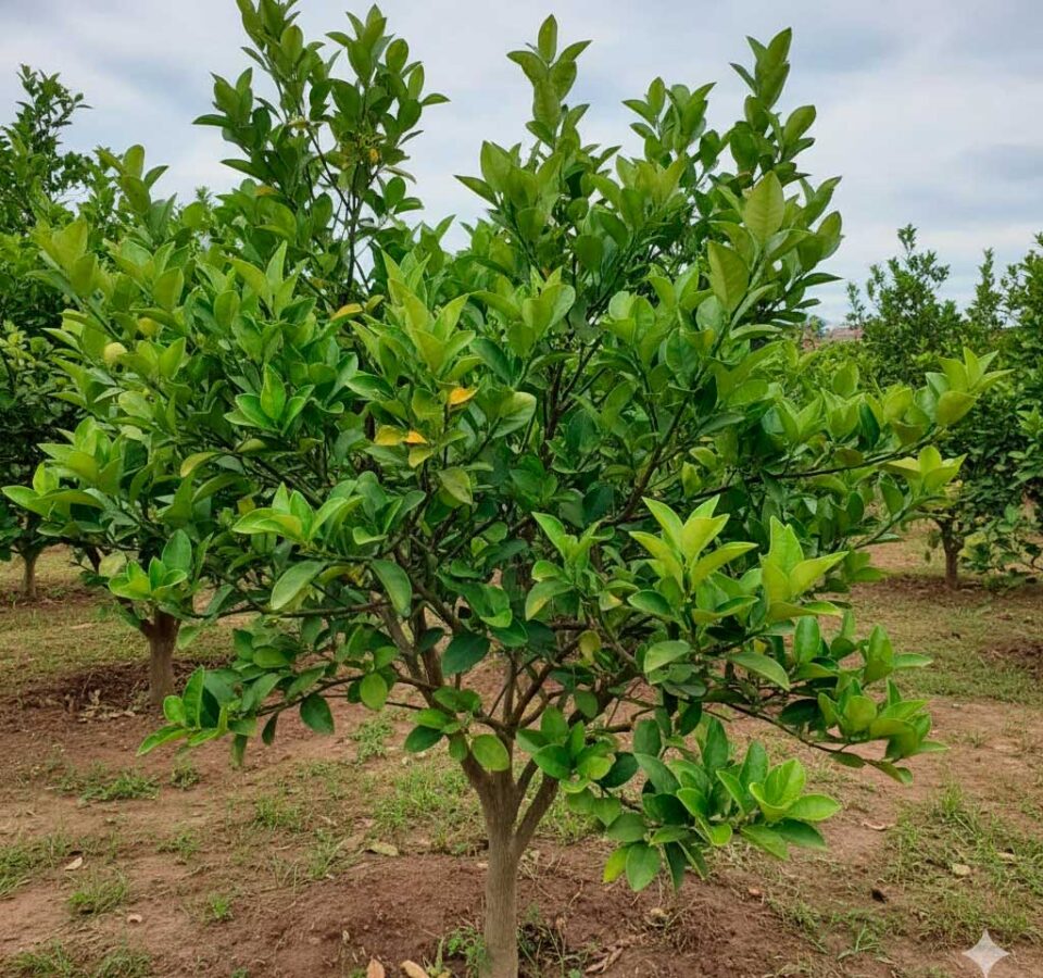 Como-acabar-com-ferrugem-do-pe-de-limao-rosa